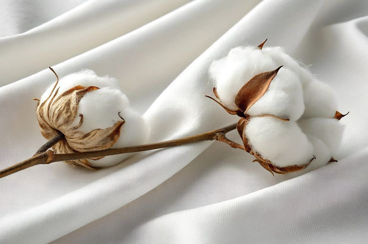 Cotton Isn’t Just Cotton